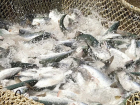 На Кубани выросло производство товарной рыбы, мидий и устриц 