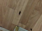 На Кубани в детской больнице с потолка падают жирные тараканы