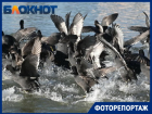 Милые утки покрасовались перед камерой краснодарского фотографа на берегу Старой Кубани