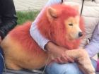 Издевательство над собаками переполошило Новороссийск: хозяева разукрасили питомцев краской