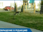  Избавьте нас от этой собаки: Жительница Краснодара пожаловалась на страшного бездомного пса 