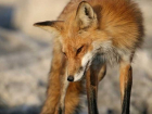Дикие лисы из-за голода все чаще выходят к людям в Новороссийске