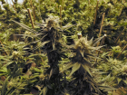 Жителю Абинского района грозит 10 лет колонии за хранение 500 гр марихуаны
