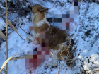«За что убивать невинное животное?» - жительница Кубани рассказала о расстреле бездомных собак
