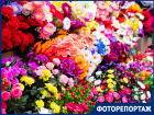 От синих роз до мини-калл: искусственные цветы заполонили рынки Краснодара