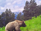 Медведь в Кавказском заповеднике разорвал 4 палатки 