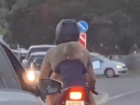 «Отец года»: краснодарцы захейтили мотоциклиста, подвергшего ребенка опасности 
