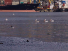 В Новороссийск на зимовку прилетели пеликаны