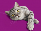 В ветклиниках Краснодара пройдет бесплатный «Марафон здоровья кошек»