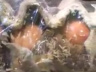  Яйца с опарышами нашли в новороссийском магазине 