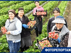 Сезон сбора клубники начался на Кубани: какие факторы влияют на цену и урожай?