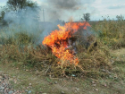 Кубанские полицейские сожгли поле дикой конопли