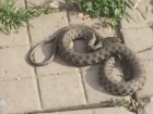 Жителей Краснодара напугала змея в центре города