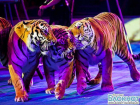 «Блокнот Краснодар» дарит пригласительные на цирковую премьеру