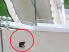 Очевидцы сняли на видео погоню за медведем в Сочи