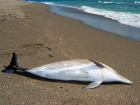 Десятки погибших дельфинов выбросило на берега Кубани