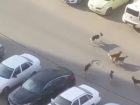  Стая бродячих собак напугала жителей одного из микрорайонов Краснодара 