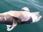 Погибший дельфиненок и его мать стали свидетельством проблемы в Сочи