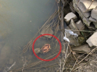 В Новороссийске в пруду плавают мертвые черепахи