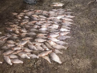 Браконьеры похитили ценную рыбу на 427 тысяч рублей из Ейского залива