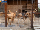 «А они все равно кусаются!» Власти Краснодара, Воронежа, Ставрополя, Астрахани заявляют об успешной борьбе с бездомными собаками