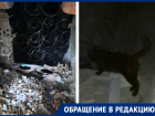 Кошек замуровали в подвале многоквартирного дома на Кубани