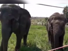 На заправке в Краснодарском крае на видео сняли пасущихся слонов 