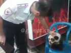  Сочинские предприниматели предлагают сфотографироваться с «нарисованной» пандой и полумертвым львенком 