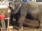 В Краснодаре вывели на прогулку экзотических слонов