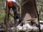 Жители Новокубанского района спилили деревья на сумму 170 тысяч рублей