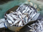 Краснодарский браконьер выловил в Кубани около двух тонн рыбы 