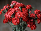 Администрация Краснодара потратила почти миллион на цветы