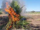 В Краснодарском крае сгорело 3500 кустов конопли: видео