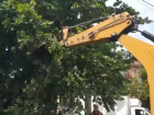В мэрии Краснодара прокомментировали варварскую обрезку деревьев на Московской