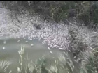 «Даже крысы в муках сдохли»: в Краснодарском крае массовый мор рыбы