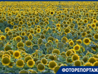 Огромное поле подсолнухов раскинулось вдоль трассы М-4 «Дон» в Краснодаре 