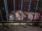 В опасных условиях содержат животных в зоопарке Анапы