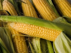  Наркоман в Сочи перевозил в легковушке «травку», замаскировав ее початками  кукурузы