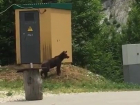 Молодой медведь в Сочи напугал туристов