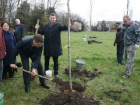  Глава Прикубанского округа Краснодара вместе с жителям посадил 10 платанов 