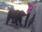 В Адыгее медведь напугал прохожих 