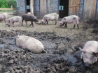Кубанскому фермеру пришлось избавиться от 99% свиней