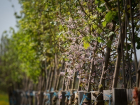 В столице Кубани посадят 1500 деревьев 