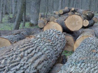Мужчину могут посадить на 7 лет за незаконную вырубку деревьев