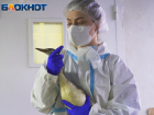 Жесткий карантин и настойчивые волонтеры: что происходит внутри реабилитационного центра для птиц