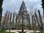 Долгожитель из США: доживет ли секвойя в парке Галицкого до 3000 лет
