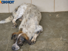 В Краснодарском крае ввели штрафы за нарушение требований к содержанию и выгулу домашних животных