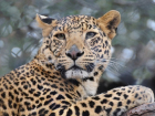 В Сочи в дикую природу выпустят леопардов Ахуна и Викторию 