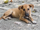 Краснодарский приют запустил акцию по бесплатной стерилизации бродячих псов