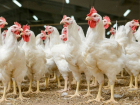 Краснодарский край в лидерах по производству мяса птицы в России 